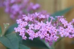 Vlinderstruik (Buddleja Davidii 'Ille De France') -Tuinplanten Winkel 20130906145438 3