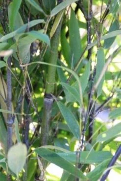 Bamboe (Phyllostachys Nigra) 11 Bamboe (Phyllostachys Nigra) -Tuinplanten Winkel 20130906145730 13