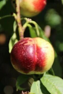 Nectarine (Prunus Persica Nucipersica) -Tuinplanten Winkel 20130906151632 2