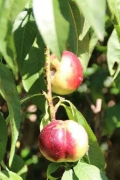 Nectarine (Prunus Persica Nucipersica) -Tuinplanten Winkel 20130906151641 2