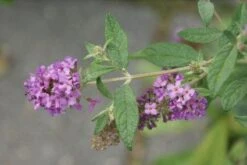 Vlinderstruik (Buddleja 'Lilac Chip') -Tuinplanten Winkel 20131018103623 1