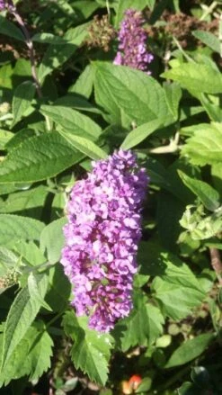 Vlinderstruik (Buddleja 'Lilac Chip') -Tuinplanten Winkel 20131018103730 1