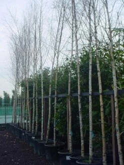 Witte Berk (Betula Utilis Jacquemontii) -Tuinplanten Winkel 20131018112317 13