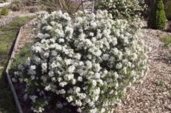 Choisya (Choisya Ternata 'White Dazzler') -Tuinplanten Winkel 20131023135706 1