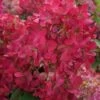 Pluimhortensia (Hydrangea Paniculata 'Diamant Rouge') -Tuinplanten Winkel 20131023140609 1