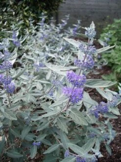 Caryopteris (Caryopteris X Clandonensis 'Sterling Silver') -Tuinplanten Winkel 20131029134700 1
