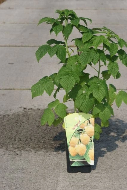Framboos (Rubus Idaeus 'Fallgold') 6 Framboos (Rubus Idaeus 'Fallgold') - Afbeelding 4