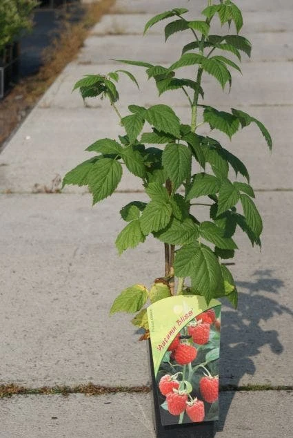 Framboos (Rubus Idaeus 'Autumn Bliss') 4 Framboos (Rubus Idaeus 'Autumn Bliss') - Afbeelding 2