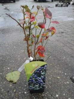 Bosbes (Vaccinium Corymbosum 'Goldtraube') -Tuinplanten Winkel 20131105151421 1