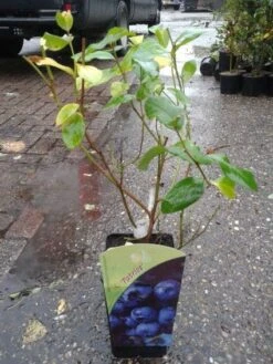 Blauwe Bes (Vaccinium Corymbosum 'Patriot') -Tuinplanten Winkel 20131105155611 1