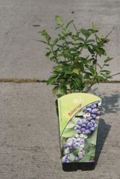 Blauwe Bes (Vaccinium Corymbosum 'Bluecrop') -Tuinplanten Winkel 20131105163642 1