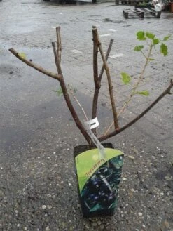 Jostabes (Ribes Nid. 'Jostabes') -Tuinplanten Winkel 20131105164708 1