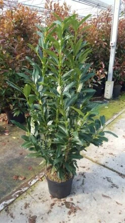 Laurier (Prunus Laurocerasus 'Elly') -Tuinplanten Winkel 2016 04 11 11.50.14