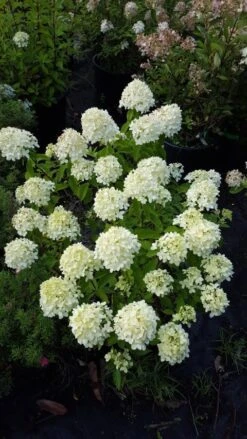 Pluimhortensia (Hydrangea Paniculata 'Little Spooky') -Tuinplanten Winkel 2016 08 12 15.44.15