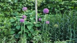 Sierui (Allium Giganteum) -Tuinplanten Winkel 20160613 201205 resized