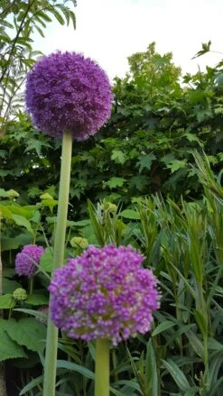 Sierui (Allium Giganteum) -Tuinplanten Winkel 20160613 201223 resized