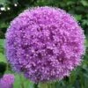 Sierui (Allium Giganteum) -Tuinplanten Winkel 20160613 201237 resized 1