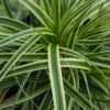 Zegge (Carex Evercream) -Tuinplanten Winkel 20160811 135445