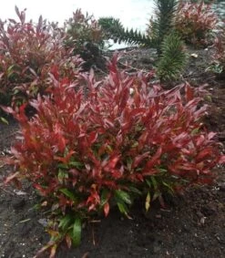 Druifheide (Leucothoe Axillaris Red Lips®) -Tuinplanten Winkel 20180116 095847