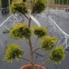 Cupressocyparis Als Bonsai (Cupressocyparis Leylandii 'Gold Rider') -Tuinplanten Winkel 20190115 160738