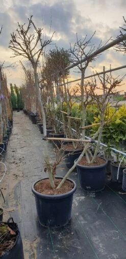 Amberboom Als Bonsai (Liquidambar 'Gum Ball') -Tuinplanten Winkel 20190212 165109 resized