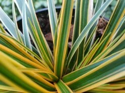Zegge (Carex Morrowii 'Everglow') -Tuinplanten Winkel 20190217 140650
