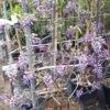 Blauwe Regen Als Leivorm (Wisteria Brachybotrys 'Yokohama Fuji') -Tuinplanten Winkel 20190507 113255 resized