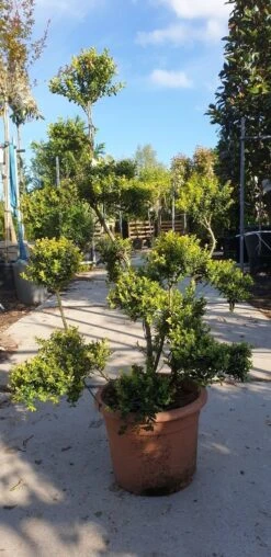 Japanse Hulst Als Bonsai (Ilex Crenata 'Kinme') -Tuinplanten Winkel 20190514 085520 resized