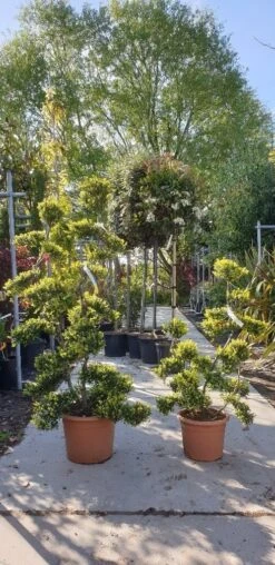 Japanse Hulst Als Bonsai (Ilex Crenata 'Kinme') -Tuinplanten Winkel 20190514 085634 resized