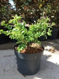 Japanse Hulst (Ilex Crenata 'Green Lustre) -Tuinplanten Winkel 20190620 155824 1