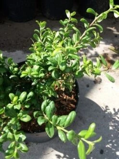 Japanse Hulst (Ilex Crenata 'Green Lustre) -Tuinplanten Winkel 20190620 155833