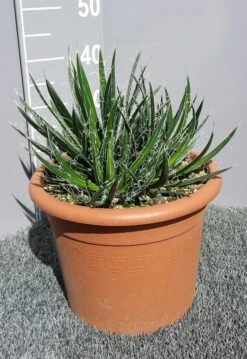 Winterharde Agave (Agave Shidigera) 8 Winterharde Agave (Agave Shidigera) -Tuinplanten Winkel 20190628 114010 resized
