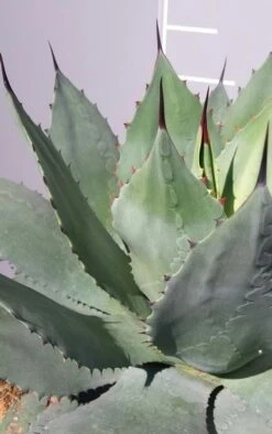 Winterharde Agave (Agave Ovalifolia) -Tuinplanten Winkel 20190628 114523 resized