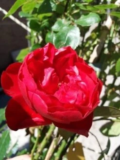 Klimroos (Rosa 'Amadeus') 8 Klimroos (Rosa 'Amadeus') -Tuinplanten Winkel 20190629 130707