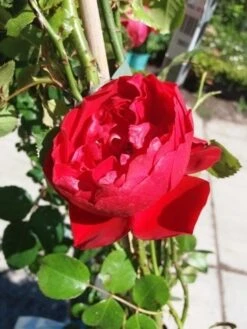 Klimroos (Rosa 'Amadeus') 9 Klimroos (Rosa 'Amadeus') -Tuinplanten Winkel 20190629 130841