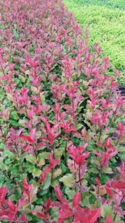 Glansmispel (Photinia 'Magical Volcano') -Tuinplanten Winkel 20190712 120611