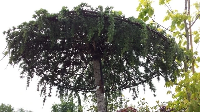 Ceder Als Dakboom (Cedrus Deodara 'Pendula') 7 Ceder Als Dakboom (Cedrus Deodara 'Pendula') - Afbeelding 5