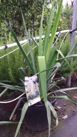 Palmlelie (Yucca Filamentosa) -Tuinplanten Winkel 20190712 121237