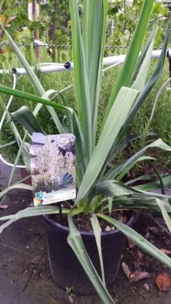 Palmlelie (Yucca Filamentosa) -Tuinplanten Winkel 20190712 121312