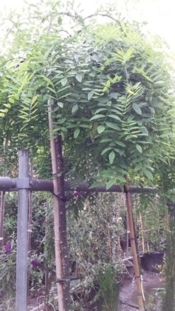 Honingboom (Sophora Japonica 'Pendula') -Tuinplanten Winkel 20190712 122954