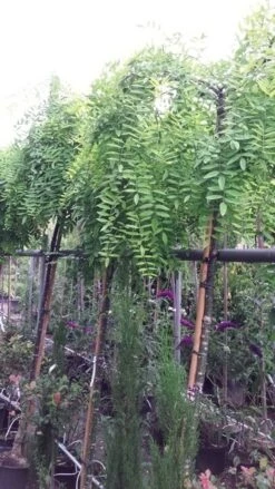 Honingboom (Sophora Japonica 'Pendula') -Tuinplanten Winkel 20190712 123011