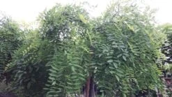 Honingboom (Sophora Japonica 'Pendula') -Tuinplanten Winkel 20190712 123019