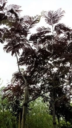 Perzische Slaapboom Als Boom (Albizia Julibrissin 'Summer Chocolate') -Tuinplanten Winkel 20190712 123113