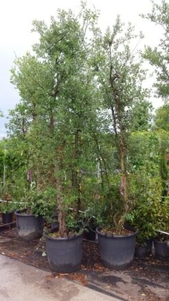 Kurkeik Meerstammig (Quercus Suber) -Tuinplanten Winkel 20190712 151928