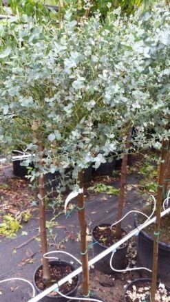 Eucalyptus Op Stam (Eucalyptus Gunnii) -Tuinplanten Winkel 20190712 152539