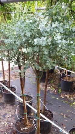 Eucalyptus Op Stam (Eucalyptus Gunnii) -Tuinplanten Winkel 20190712 152604