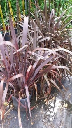 Nieuw Zeelands Vlas (Phormium Tenax 'Purpureum') 15 Nieuw Zeelands Vlas (Phormium Tenax 'Purpureum') -Tuinplanten Winkel 20190712 152646