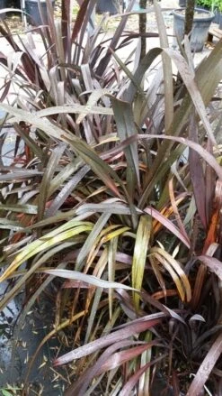 Nieuw Zeelands Vlas (Phormium Tenax 'Purpureum') 16 Nieuw Zeelands Vlas (Phormium Tenax 'Purpureum') -Tuinplanten Winkel 20190712 152733