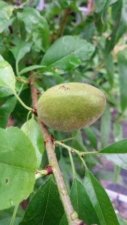 Amandelboom (Prunus Dulcis) 16 Amandelboom (Prunus Dulcis) -Tuinplanten Winkel 20190712 153121 1