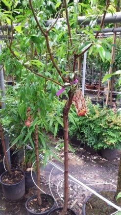 Amandelboom (Prunus Dulcis) 18 Amandelboom (Prunus Dulcis) -Tuinplanten Winkel 20190712 153317 1